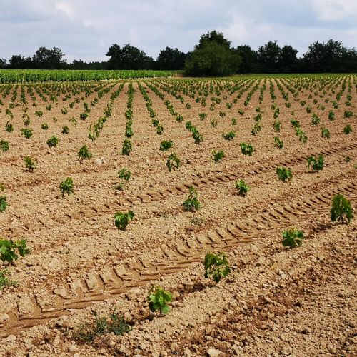 Jeune plants de vigne du Domaine de la Vrignaie