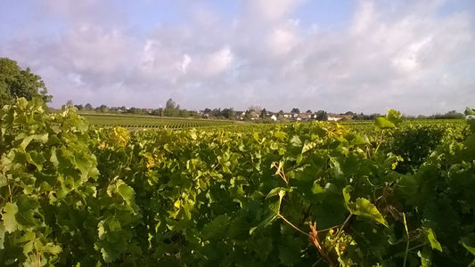 Vigne domaine michaud