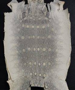 Genuine Lizard Skin Leather Hides with Natural Color
