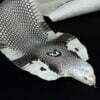 Cobra Snake Skin