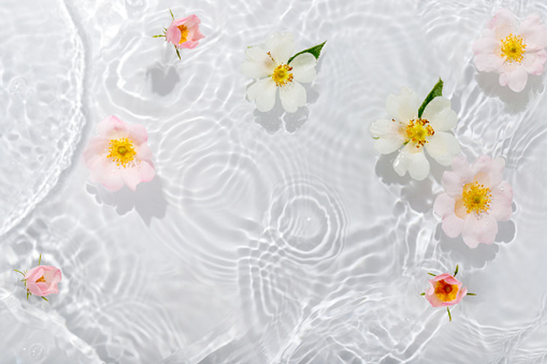 Floral water/hydrosols
