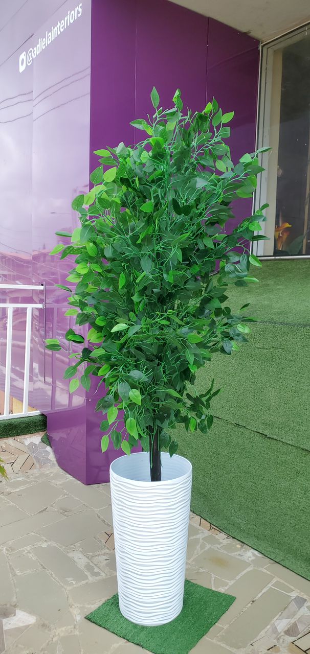 Plastic Planter With Ginkgo Tree Image