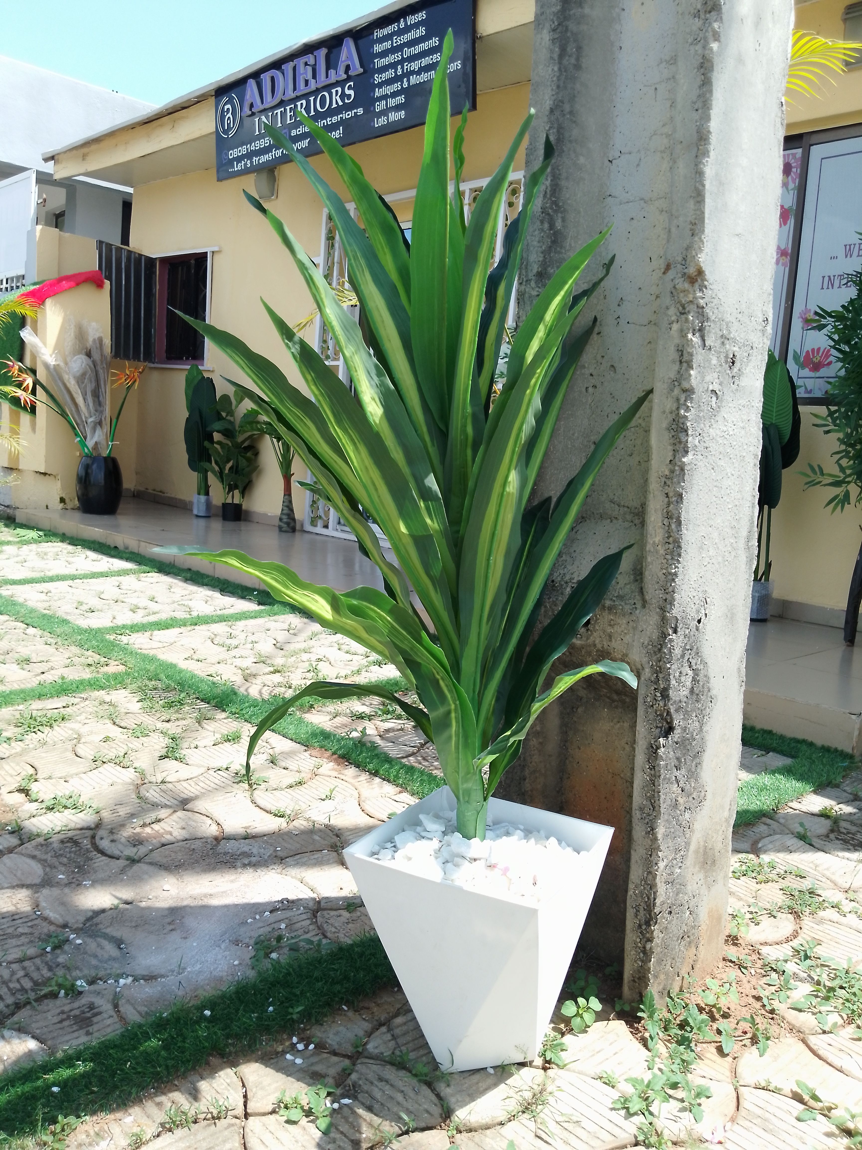 Artificial Dracaena Tree In Hexagon Plastic Planter Image