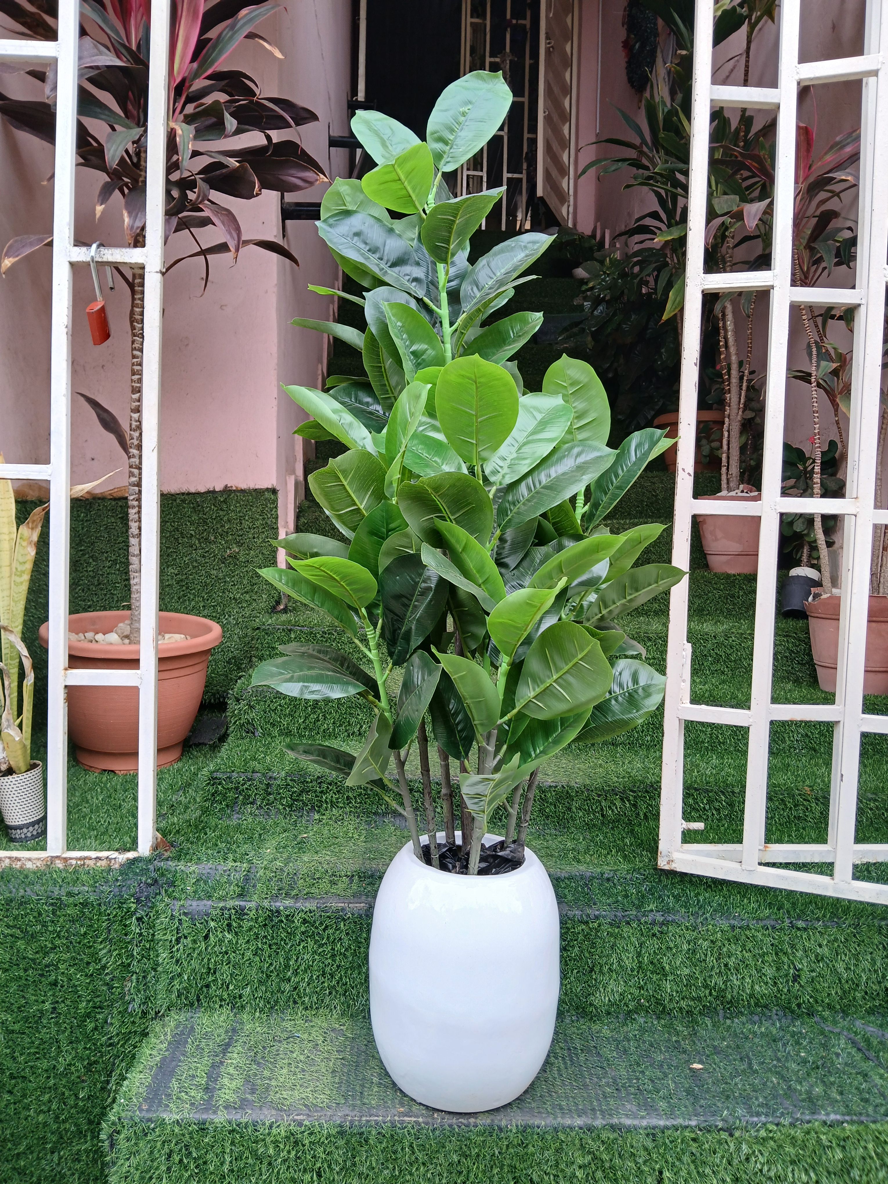 Fiddle Tree In Fibre Planter Image