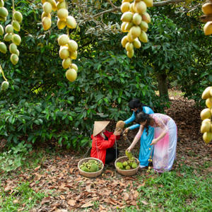 Eco Harvesting