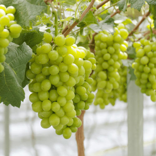 Indian Fruit Export Season Calendar: When Each Fruit Is Available (Month by Month)