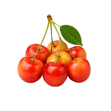 Bigarreau Napoleon Cherry