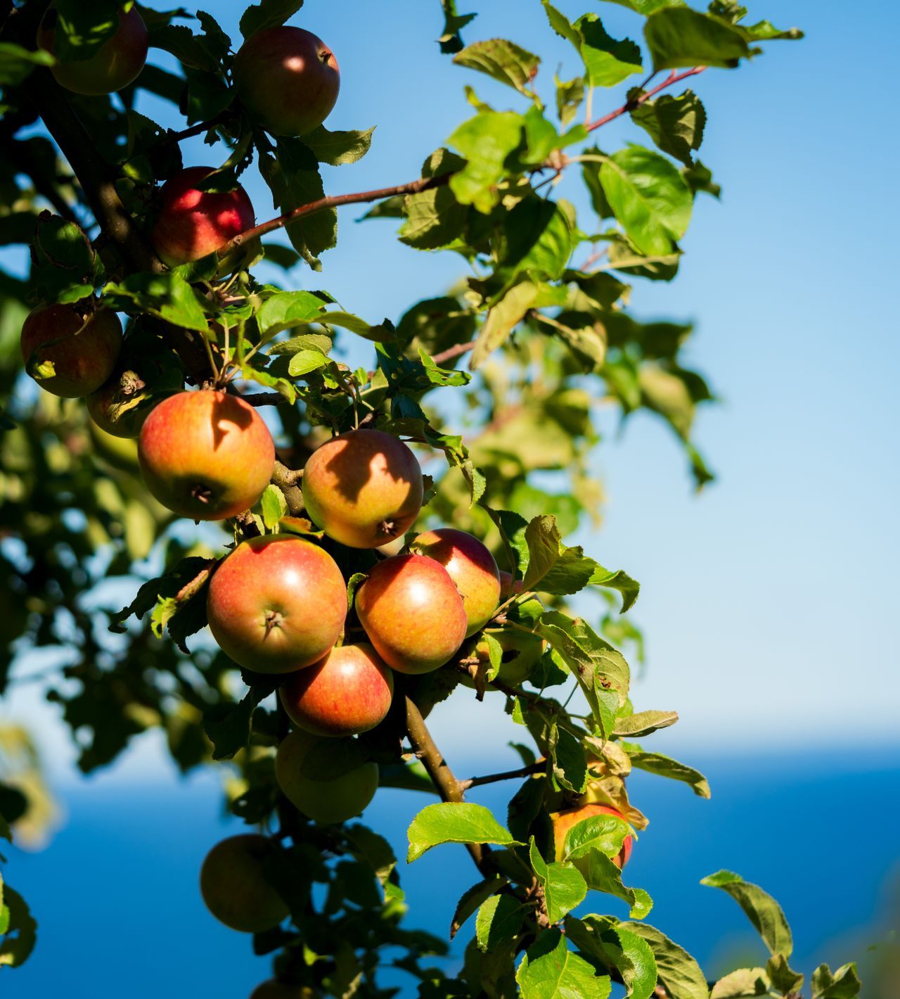 Fresh premium apples