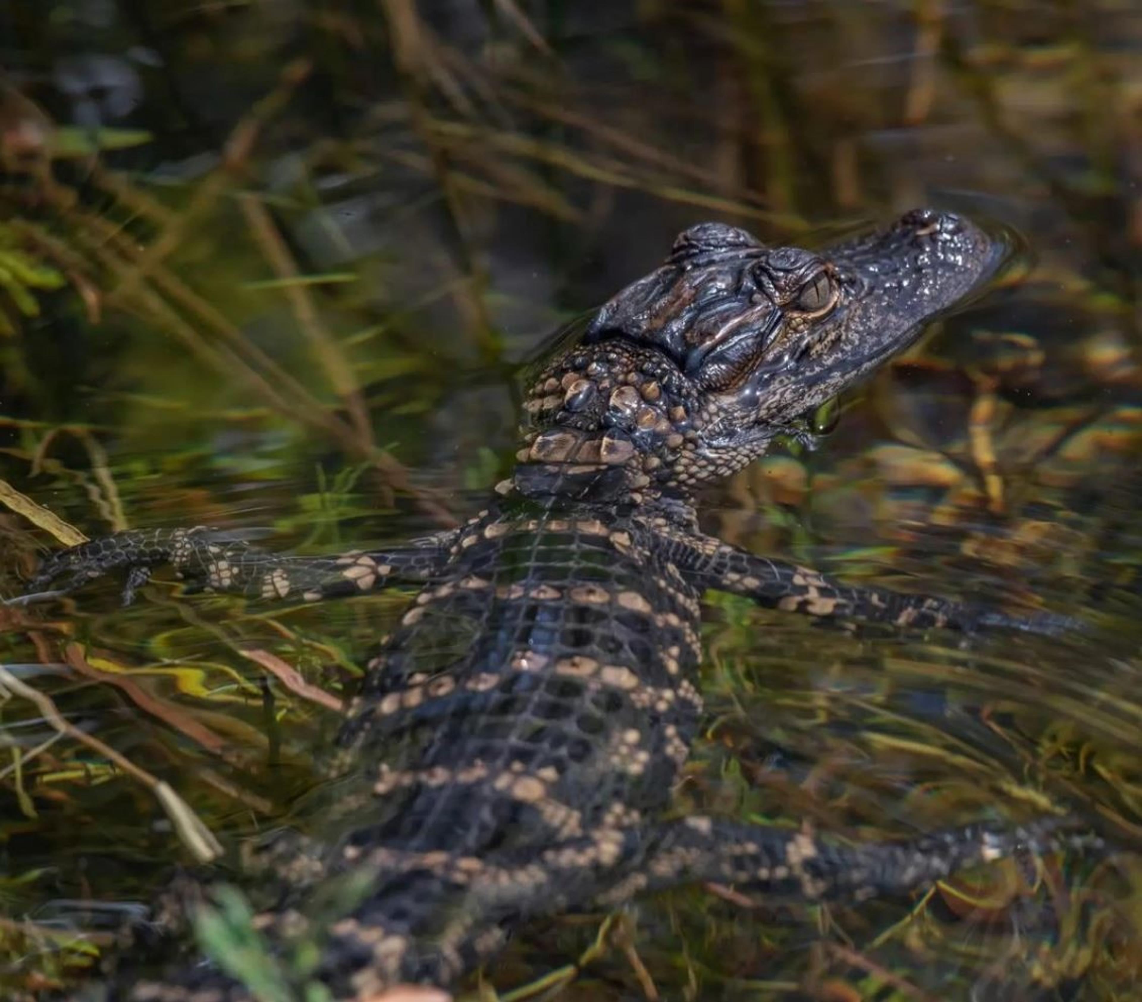 Close up of an alligator