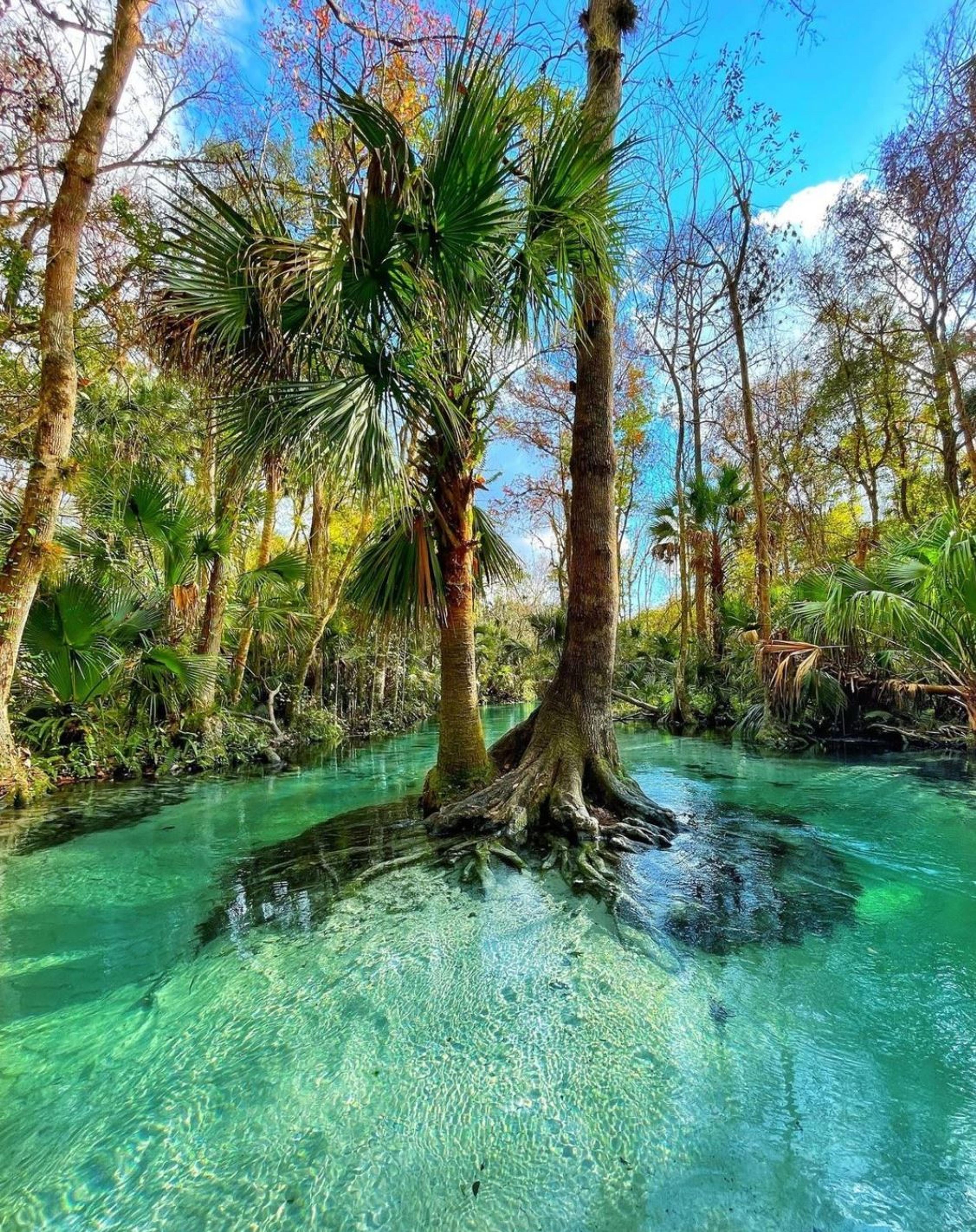 Florida Swamp