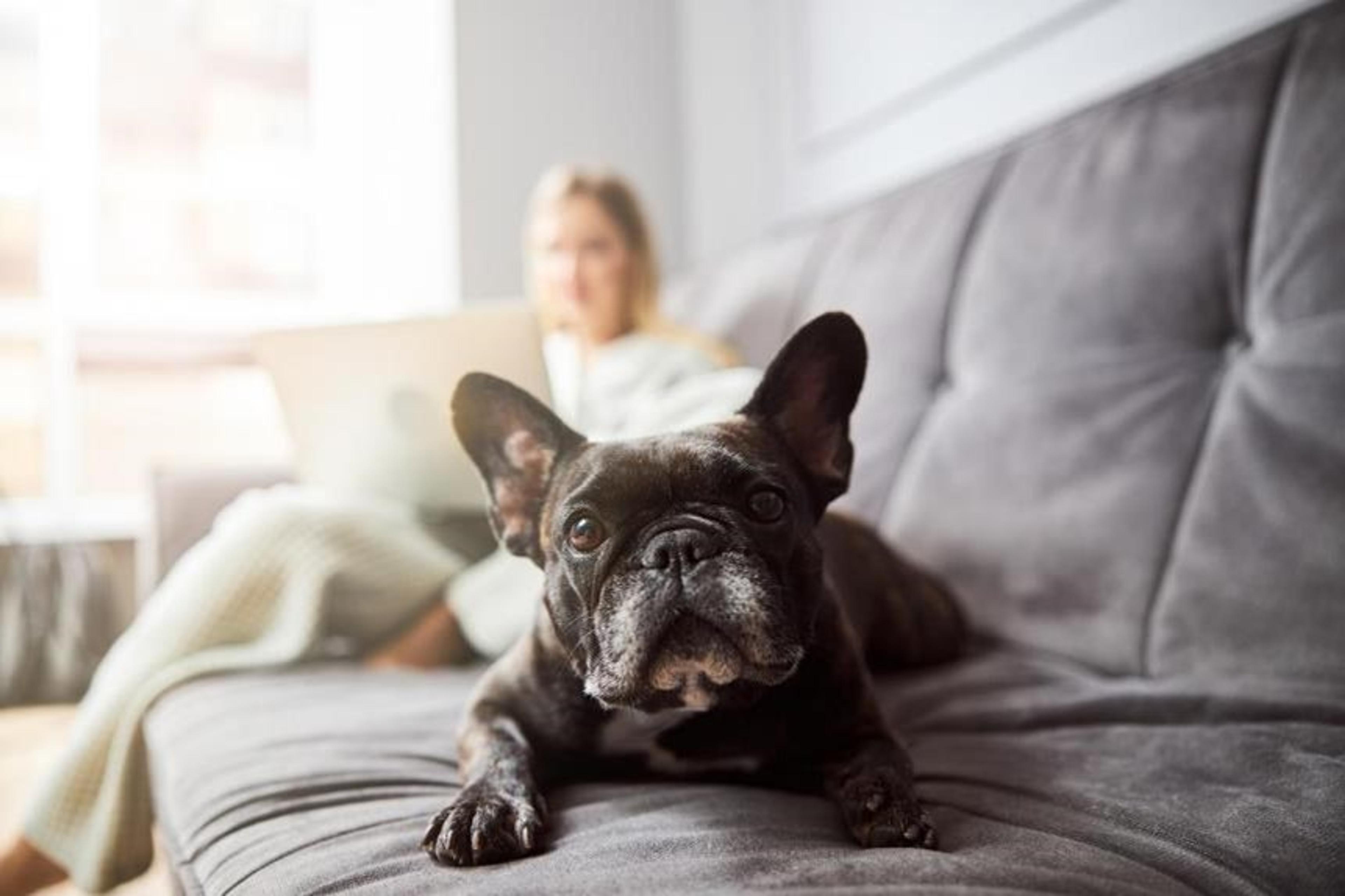 human and her dog in a studio apartment