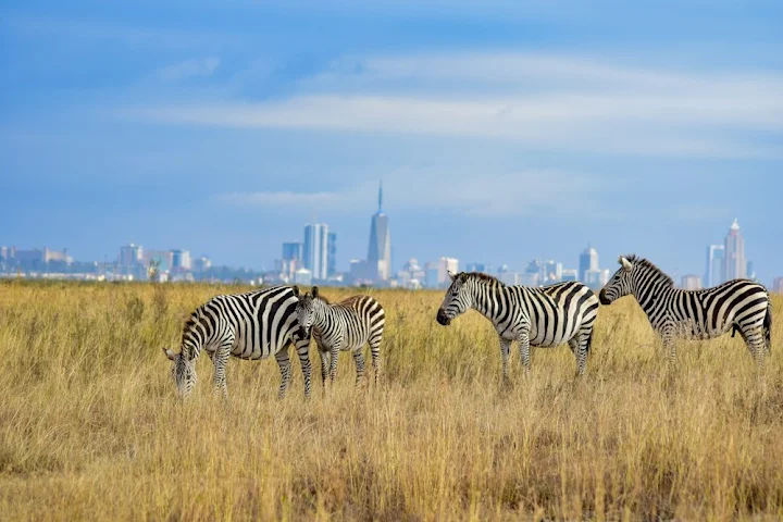 Nairobi National Park, Game Drive - Image 1