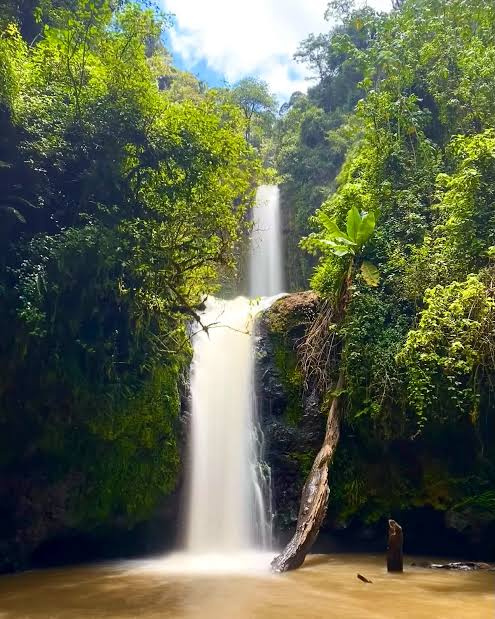 Kimakia Forest Hike