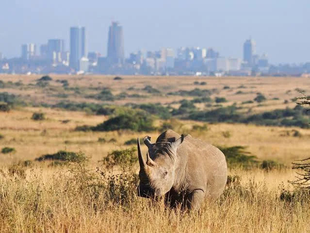 Nairobi National Park, Game Drive