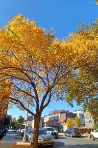 Bay Ridge