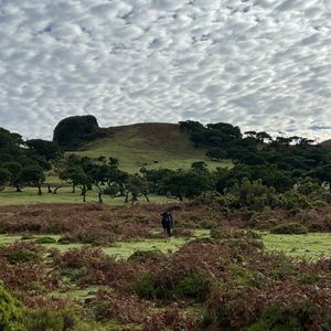 Fanal Forest