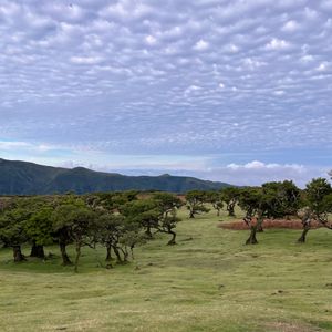 Fanal Forest