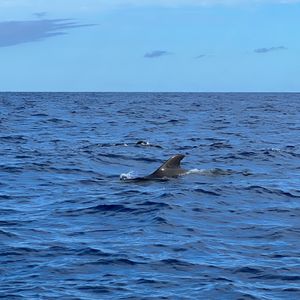 Dolphin and Whale watching