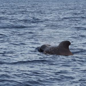 Dolphin and Whale watching