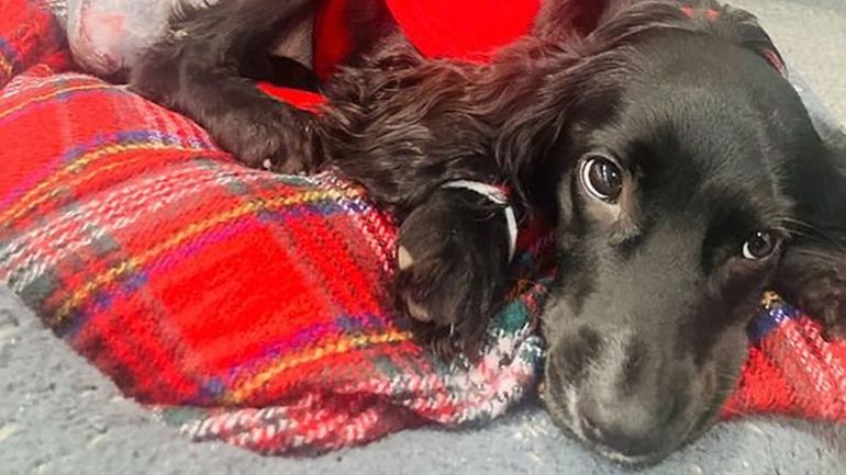 Ariel the Spaniel: A Tale of Resilience and Recovery