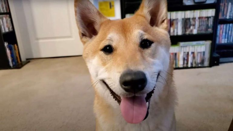 The Incredible Journey of Peanut Butter: A Canine Speedrunner