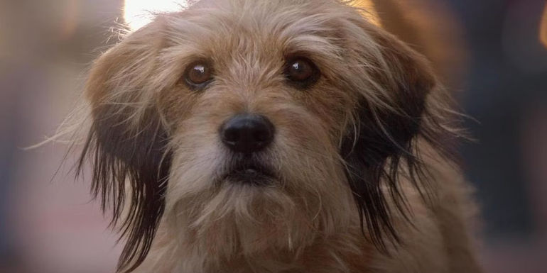 Benji the dog staring in the 2018 reboot