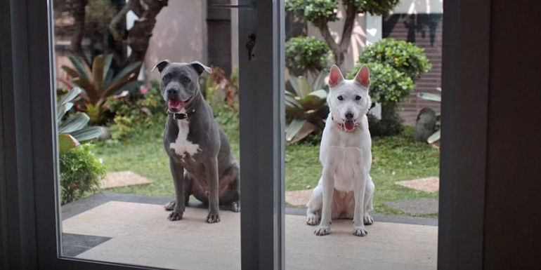June & Kopi sit on the back porch looking through the glass door.