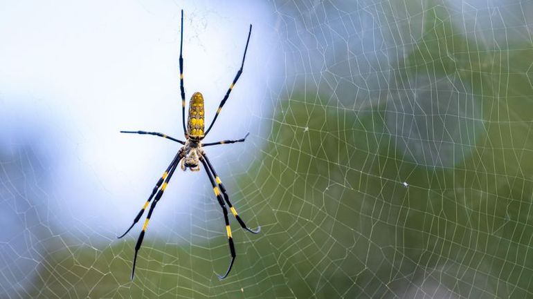 The Enigmatic Urban Adaptation of the Jorō Spider