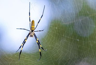 The Enigmatic Urban Adaptation of the Jorō Spider