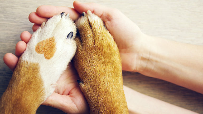 SEO For Paws Live Stream Conference Supporting Pet Shelters in Ukraine