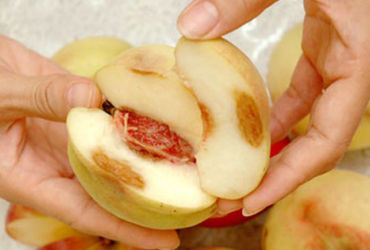 Những Quả Cây Độc Đáo Không Nên Bỏ Lỡ