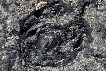 Discovery of Ancient Forest: Uncovering Earth's Oldest Fossilized Trees