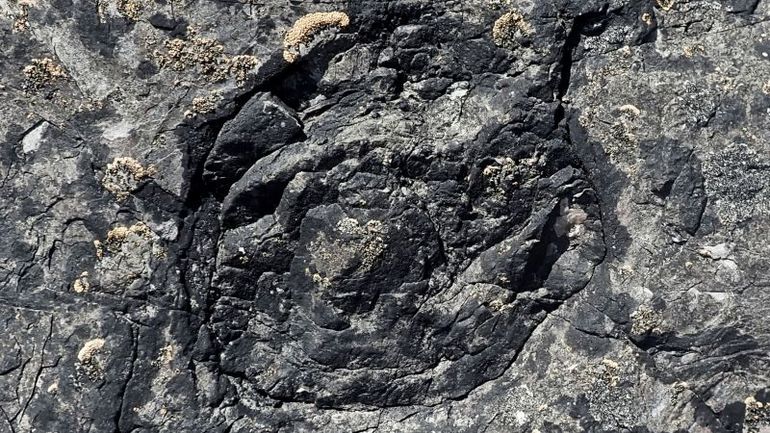 Discovery of Ancient Forest: Uncovering Earth's Oldest Fossilized Trees