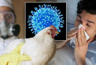 Cúm A/H5: Nguy hiểm ẩn chứa từ virus cúm gia cầm