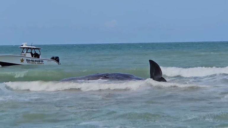 Stranded Sperm Whale Sparks Rescue Effort in Venice, Florida