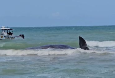 Stranded Sperm Whale Sparks Rescue Effort in Venice, Florida