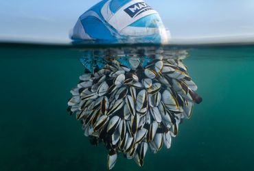 Incredible Images Capture Unique Wildlife in the British Isles