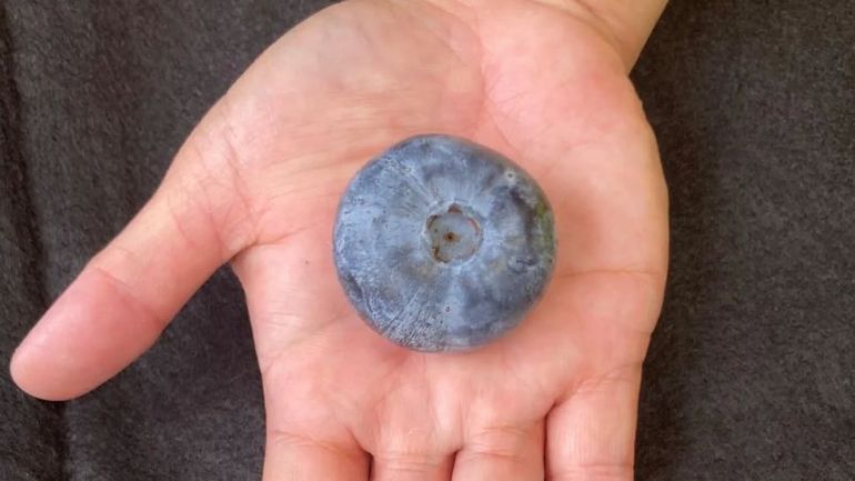 Australian Blueberry Sets New Record for Heaviest in the World