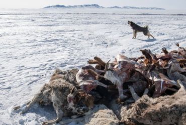 Mongolia's Severe Winter Claims Nearly 5 Million Animal Lives, Red Cross Reports