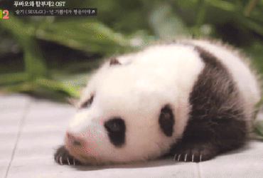 Hành Trình Tạm Biệt của Gấu Trúc Fubao và Ca Khúc Đầy Tình Cảm của Seulgi