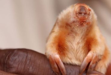 Remarkable Discovery: Unique Blind Mole Captured on Camera in Australia