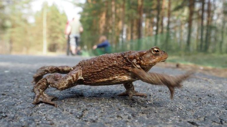 Volunteers Needed to Assist Toads Across High-Traffic Roads in Russian Wildlife Sanctuary