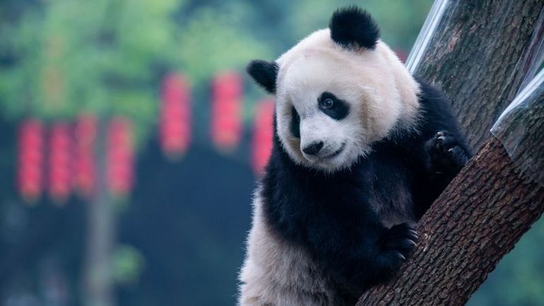 San Francisco Welcoming Giant Pandas Directly from China