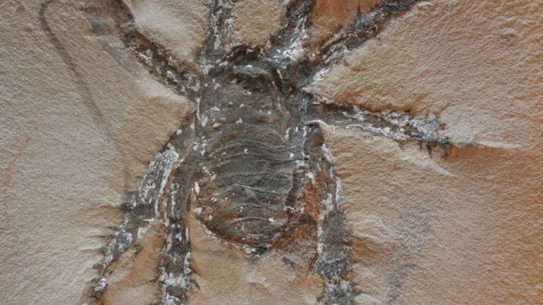 Researchers reveal fascinating discovery of prehistoric arachnid with imposing spiky appendages