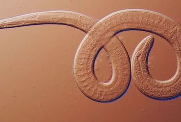 Family Hospitalized After Consuming Black Bear Meat Infected with Parasitic Worms