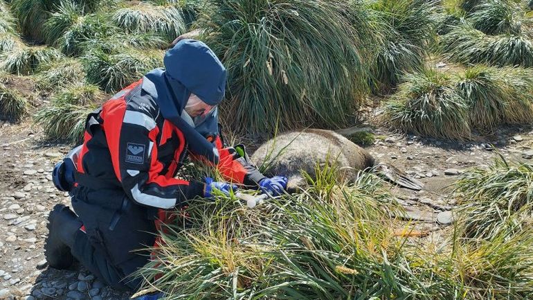 Bird Flu Outbreak Expands to Sub-Antarctic Mammals, UK Reports