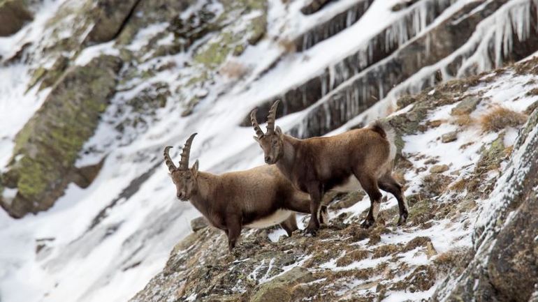 Mountain Goats Are Adapting to Climate Change by Becoming Nocturnal