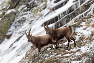 Mountain Goats Are Adapting to Climate Change by Becoming Nocturnal