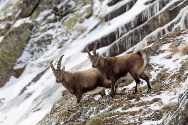 Mountain Goats Are Adapting to Climate Change by Becoming Nocturnal Biology Diagrams