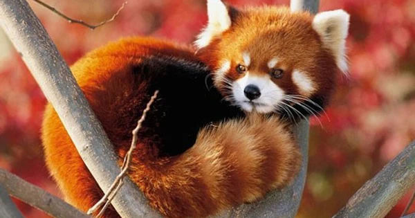 Khám phá bí ẩn đằng sau biểu tượng Firefox: Không chỉ là con cáo